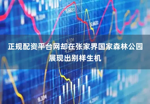 正规配资平台网却在张家界国家森林公园展现出别样生机